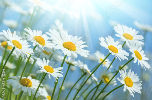Beautiful daisies in the sun