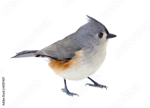 Tufted Titmouse Isolated © chas53