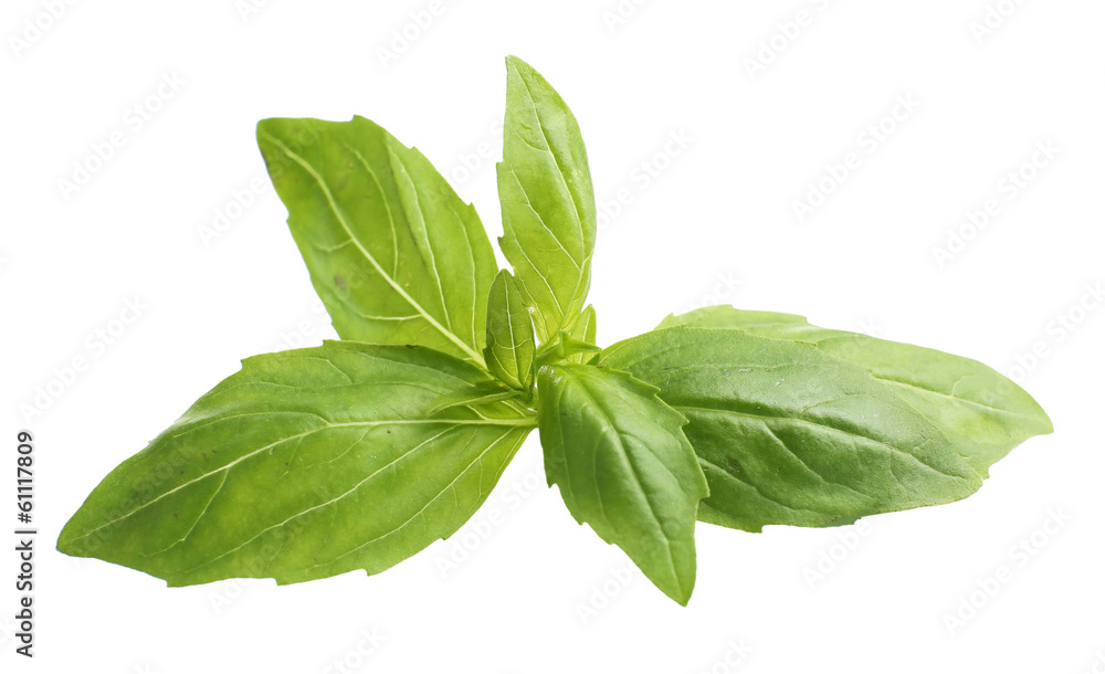 Green fresh basil, isolated on white Green fresh basil, isolated on white