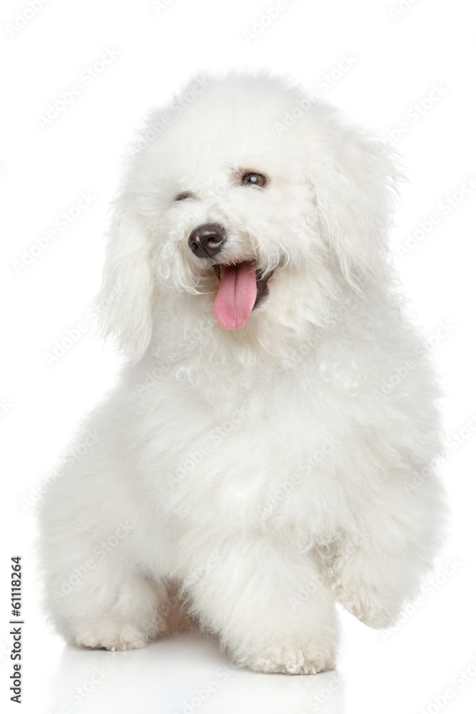 Bichon-Frise dog portrait