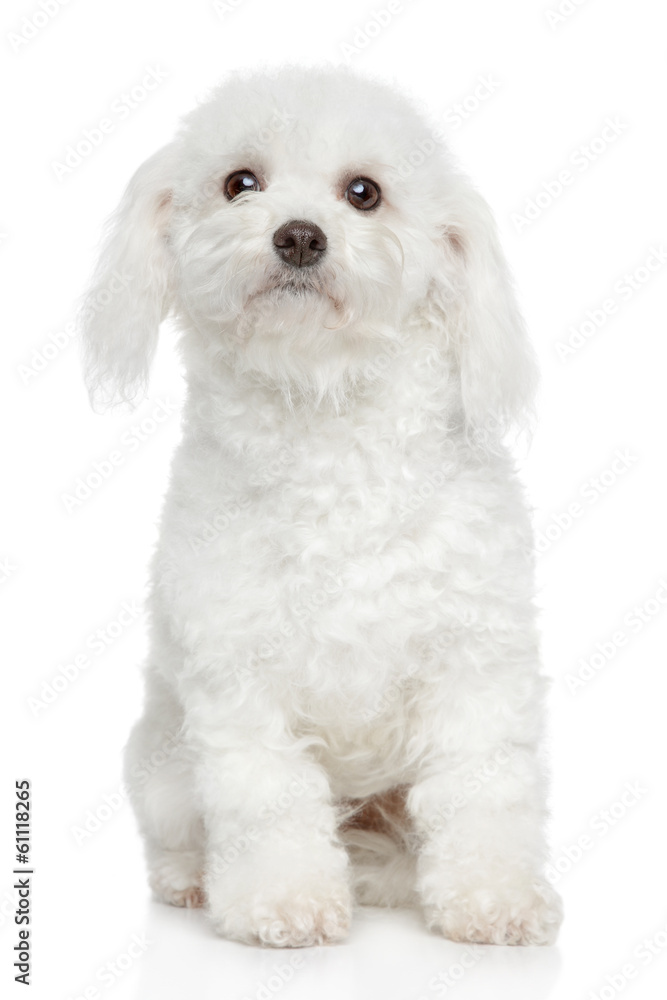 Bichon Frise dog portrait