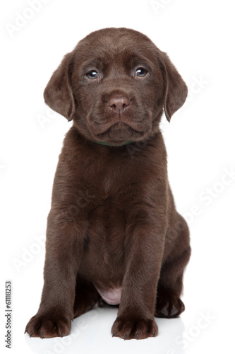 Fototapeta Naklejka Na Ścianę i Meble -  Chocolate Labrador puppy portrait