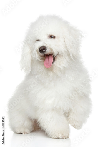 Bichon-Frise dog portrait
