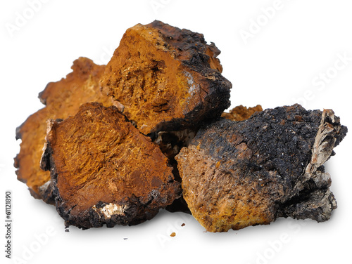 Chaga (Inonotus obliquus) - medicinal birch fungus