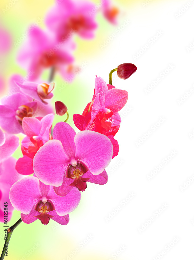 Beautiful flower Orchid pink phalaenopsis close-up Beautiful flower Orchid pink phalaenopsis close-up