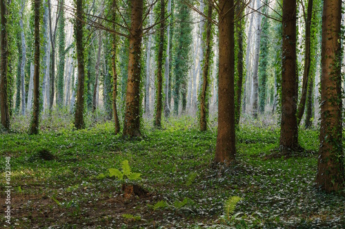 Mystischer Wald mit Lichtreflexen