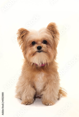 Dog Isolated in White