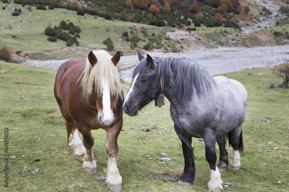 Fototapeta premium horses grazing in a meadow surrounded by mountains