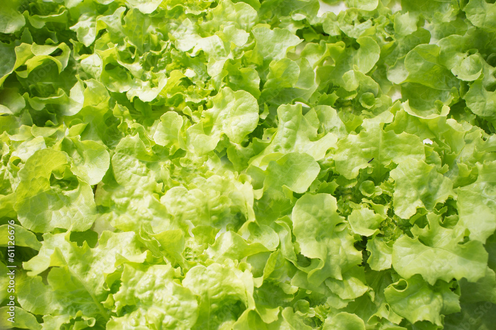 Collection of green curvy leaves fresh and background Collection of green curvy leaves fresh and background