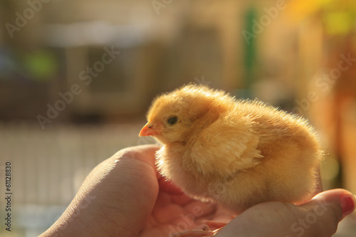 baby chicken in human hand