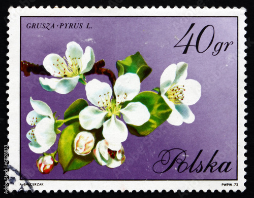 Postage stamp Poland 1971 Pear Blossoms