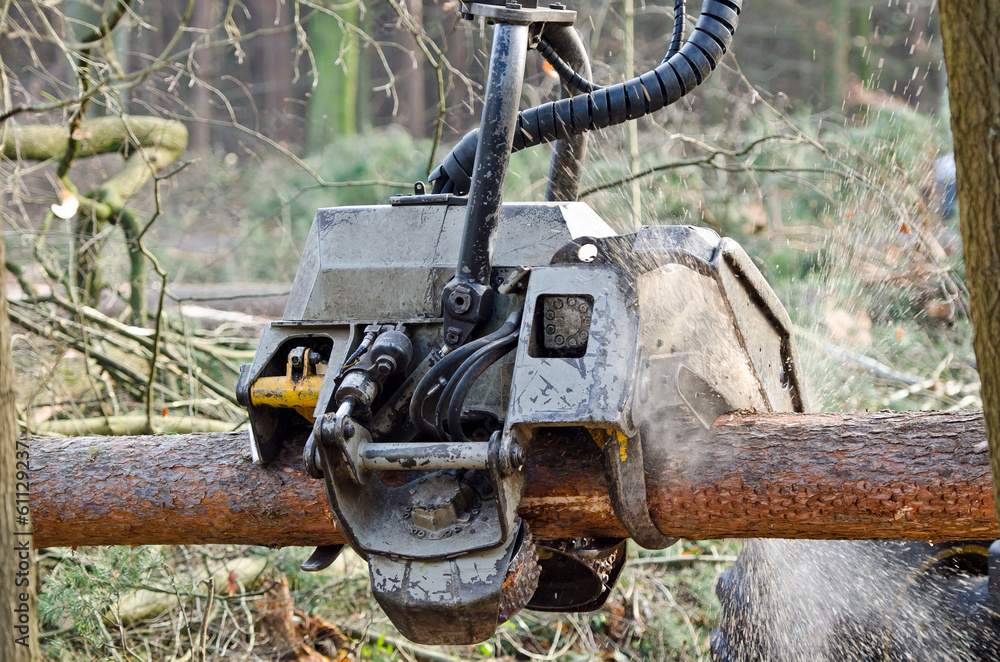 Holzvollernter zersägt Baumstamm Holzvollernter zersägt Baumstamm