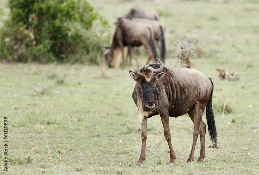 The wildebeest in green Savanna of Masia, Mara Kenya