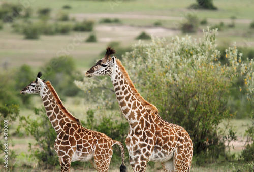 A pair of beautiful Giraffe © Dr Ajay Kumar Singh