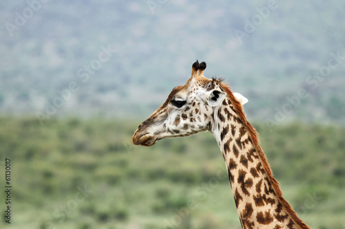 A closeup of Giraffe