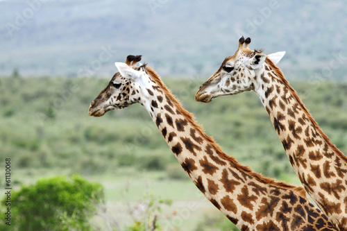 Portrait of Giraffes