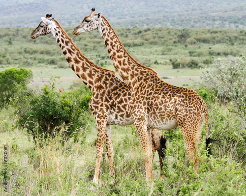 A pair of Giraffe standing upright