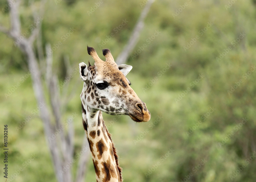 Closeup of a beautiful Giraffe Closeup of a beautiful Giraffe
