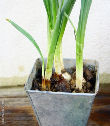 bulbes de narcisses  jonquilles en pot photo