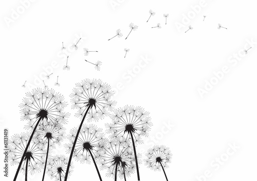 black dandelions on white background