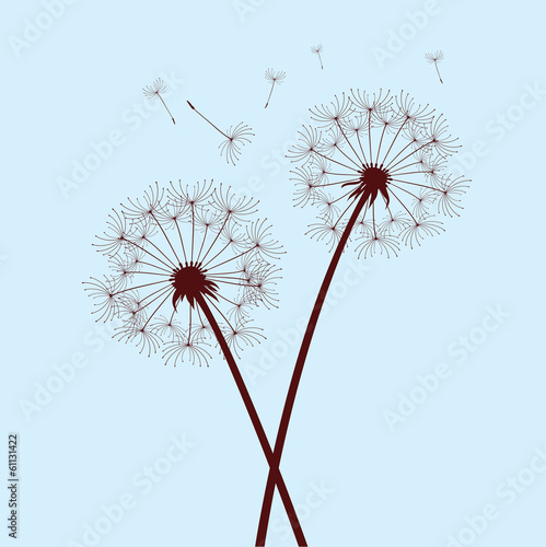 two dandelions on blue background