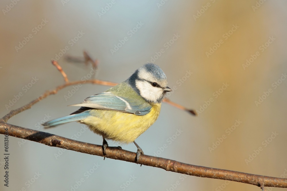 Fototapeta premium Blue tit - Parus caeruleus on a twig at dawn