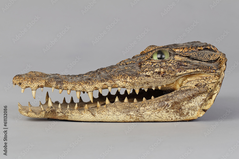 Obraz premium tête de crocodile empaillée