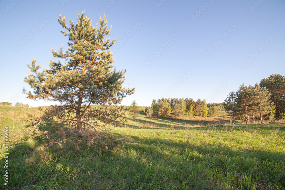 Obraz premium Pine on a glade. Spring.