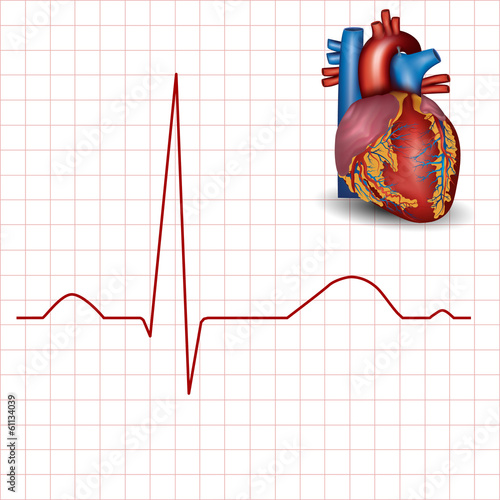 Human heart normal rhythm and heart anatomy