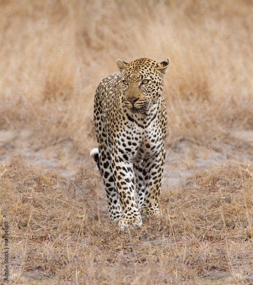 Fototapeta premium Beautiful large male leopard walking in nature