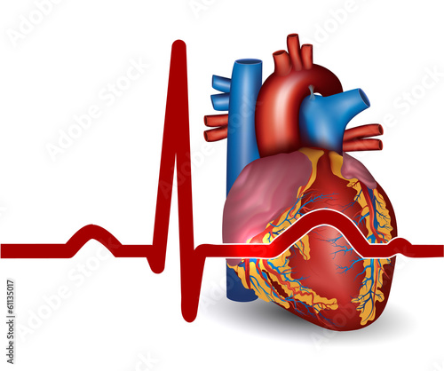 Human heart beat and heart anatomy, isolated on white