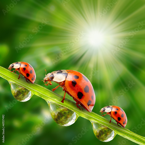 Funny ladybugs on a dewy grass.