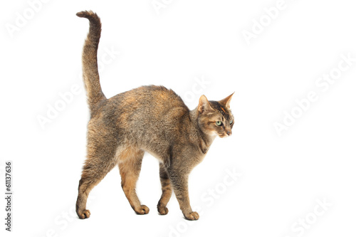 Purebred Abyssinian cat