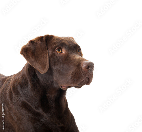 Brown labrador portrait
