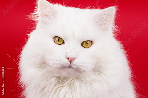 white cat © kogytuk