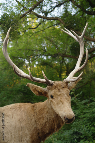 Deer close-up © ekulik2011