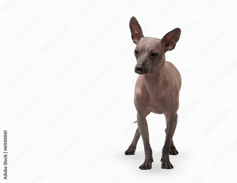 Mexican hairless puppy on white background