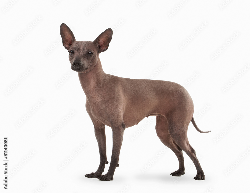 Mexican hairless puppy on white background