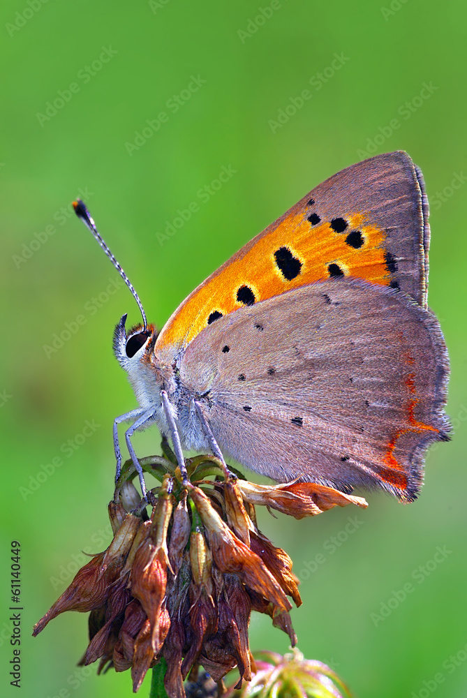 Obraz premium Small copper (Lycaena plaeas)