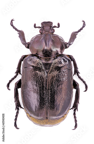 Male of endangered hermit beetle (Osmoderma eremita) © Marco Uliana