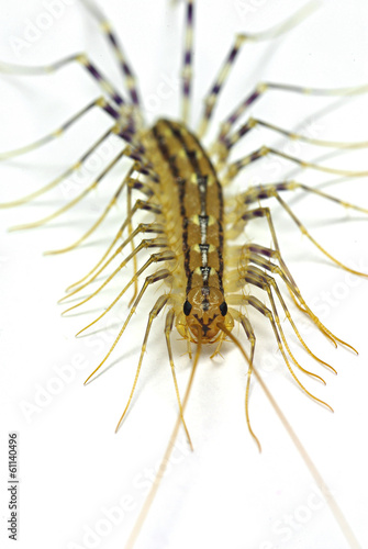 house centipede (Scutigera coleoptrata) © Marco Uliana