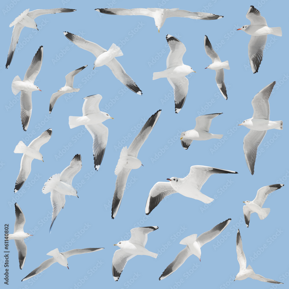 Obraz premium many birds on sky background