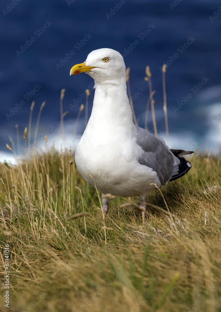Seagull in the grass on a cliff
