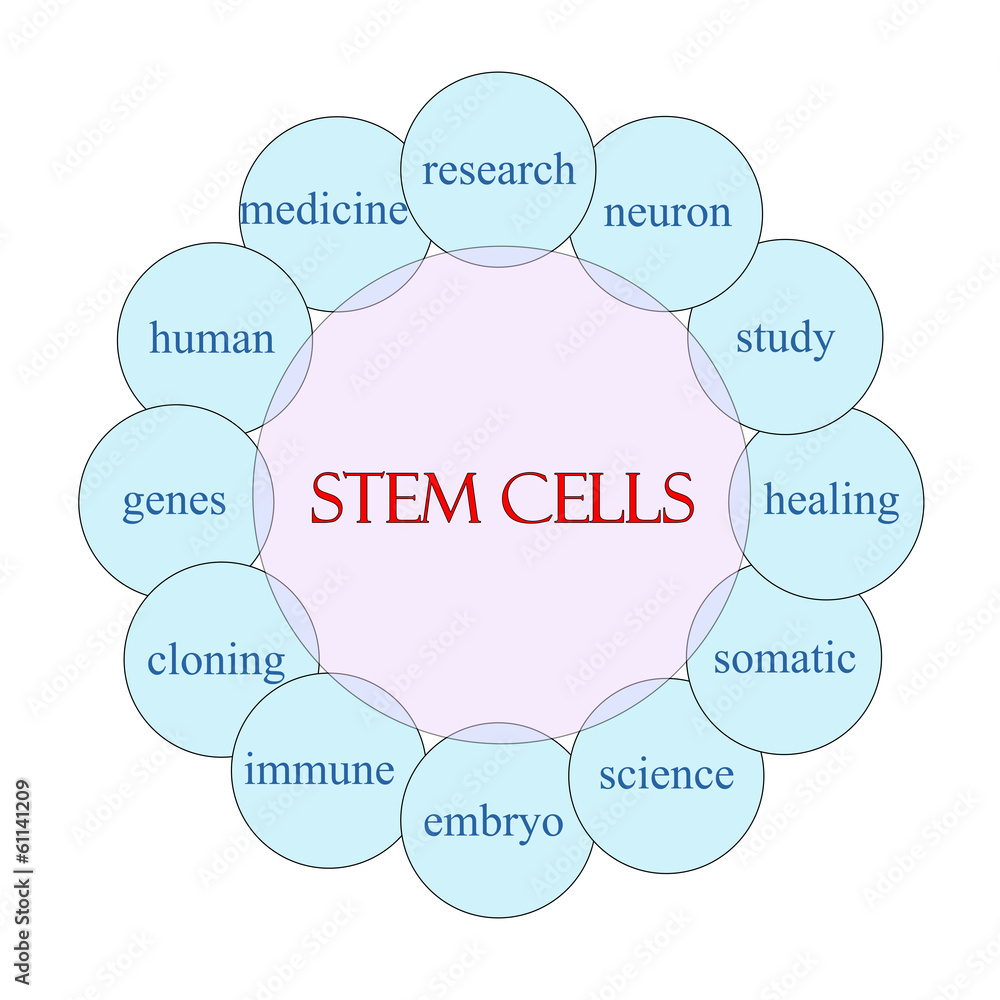 Stem Cells Circular Word Concept Stem Cells Circular Word Concept