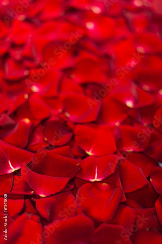 Fototapeta Naklejka Na Ścianę i Meble -  Background of red rose petals