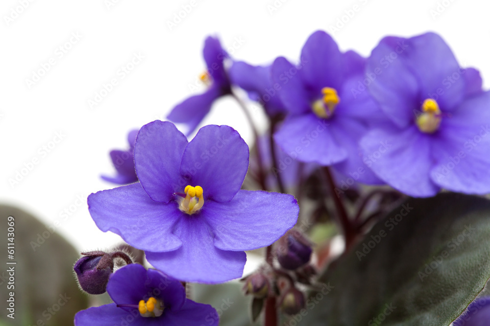 Obraz premium saintpaulia