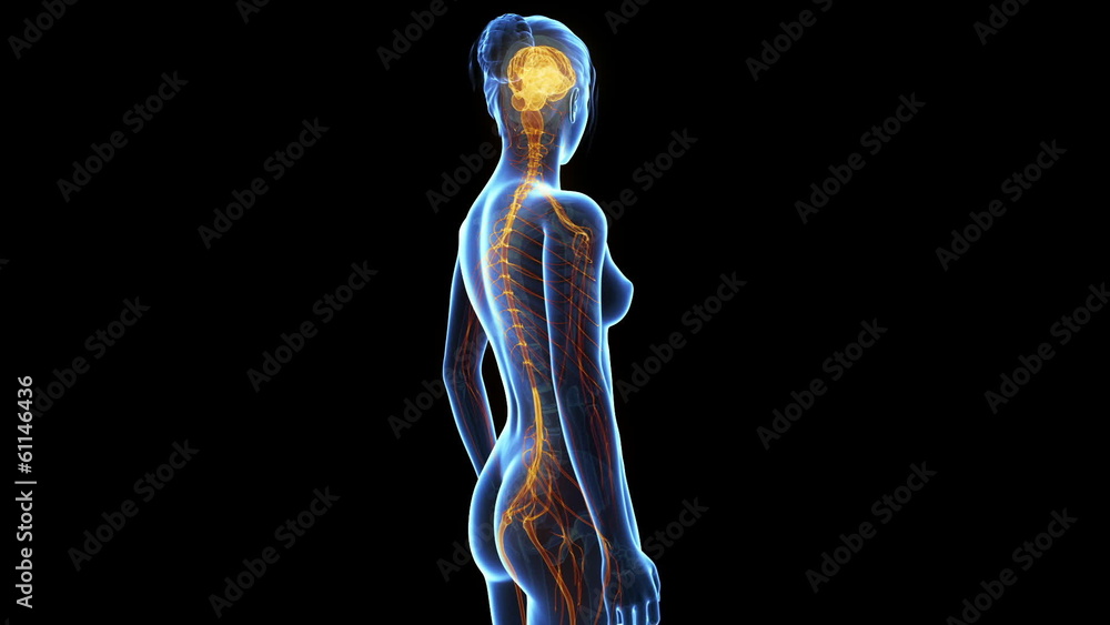 medical animation - women´s nerves