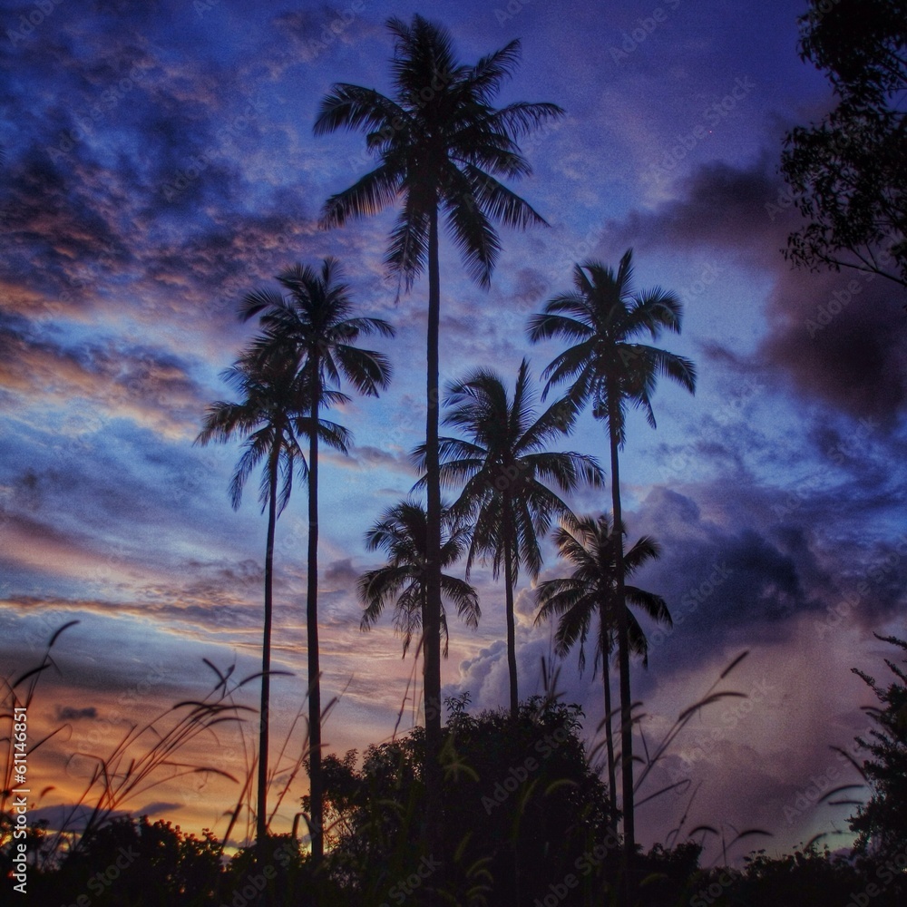 palm trees on langkawi during sunset 
