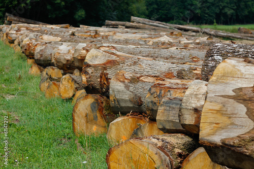 Grume de bois photo