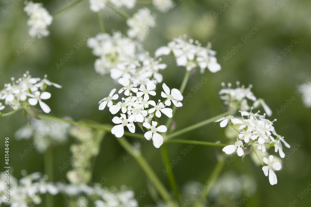 Caraway (Carum carvi) or meridian fennel Caraway (Carum carvi) or meridian fennel
